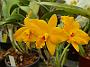Tinonee-orchids-2 046